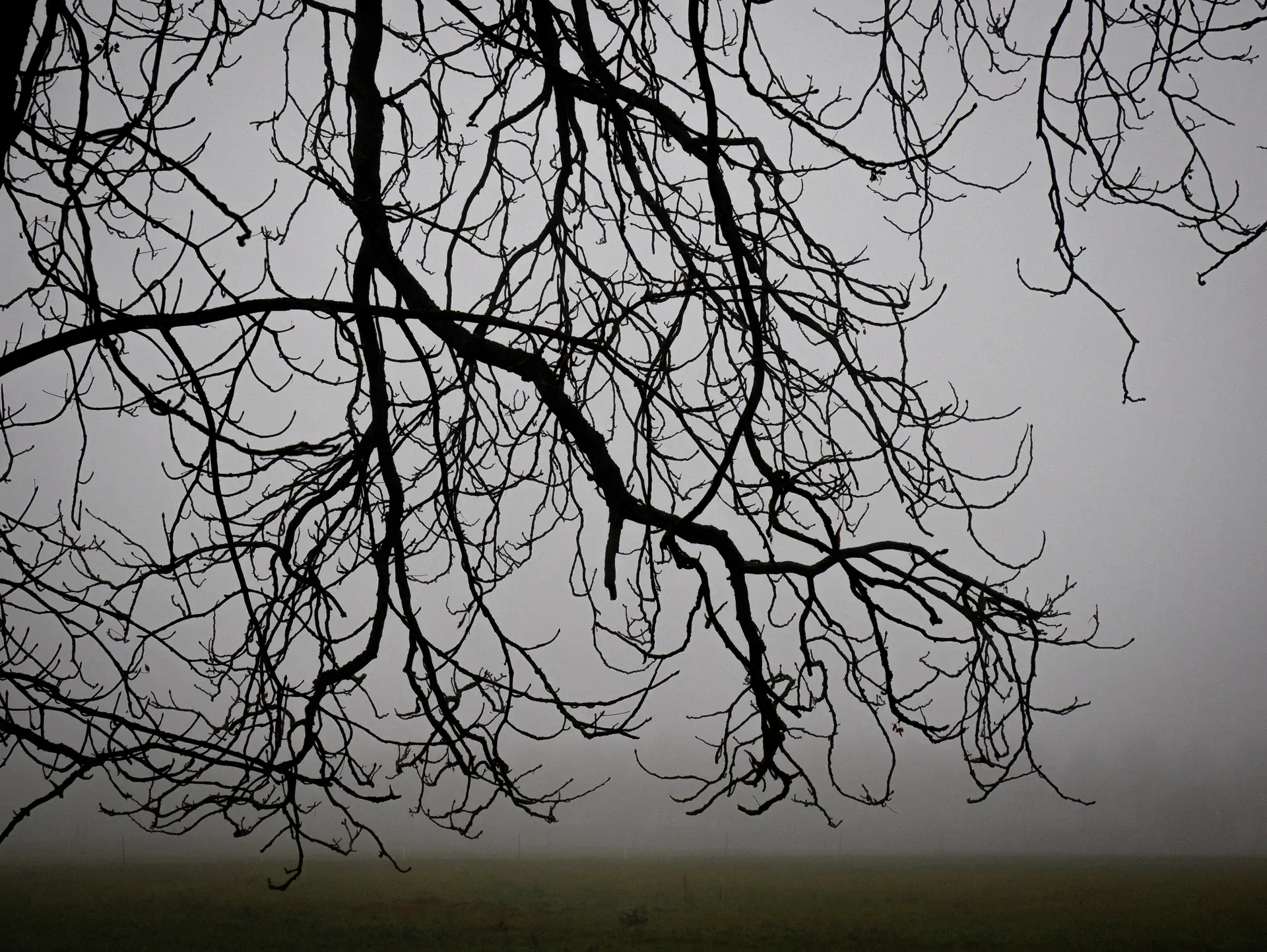 Black and White in LAPAUSEPHOTO.fr